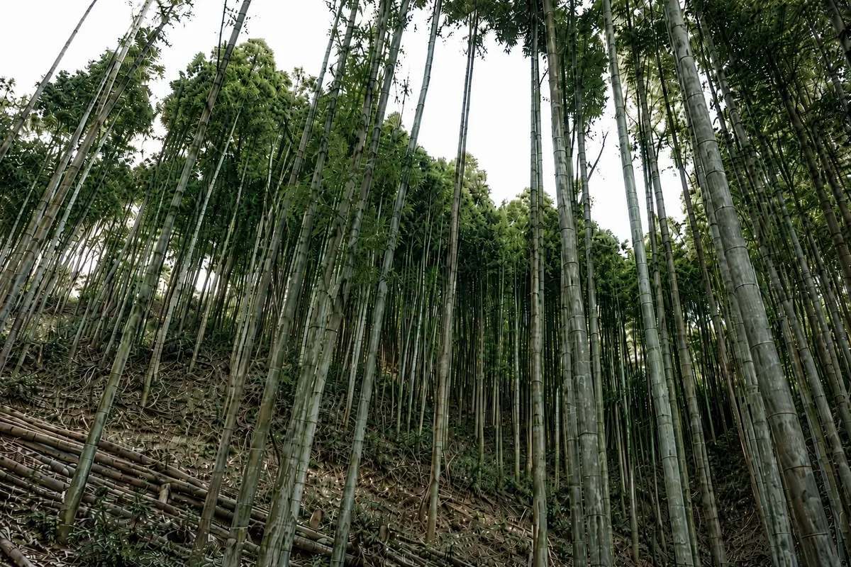 合板材 イメージ（持続可能な森林管理・国産材）